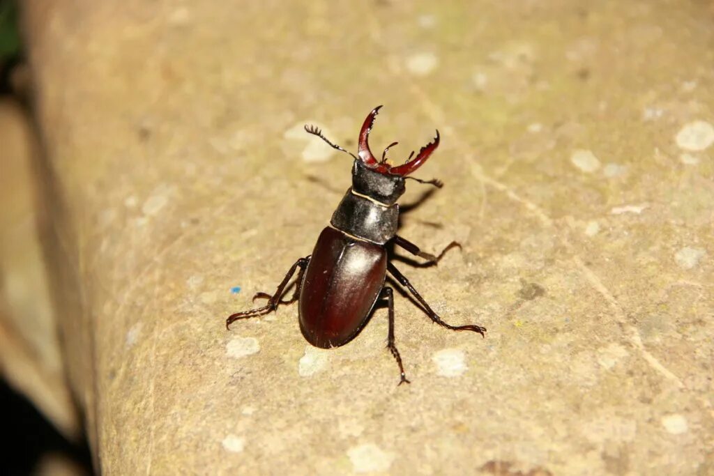Pin on Creation Insects, Bugs and insects, Beautiful bugs