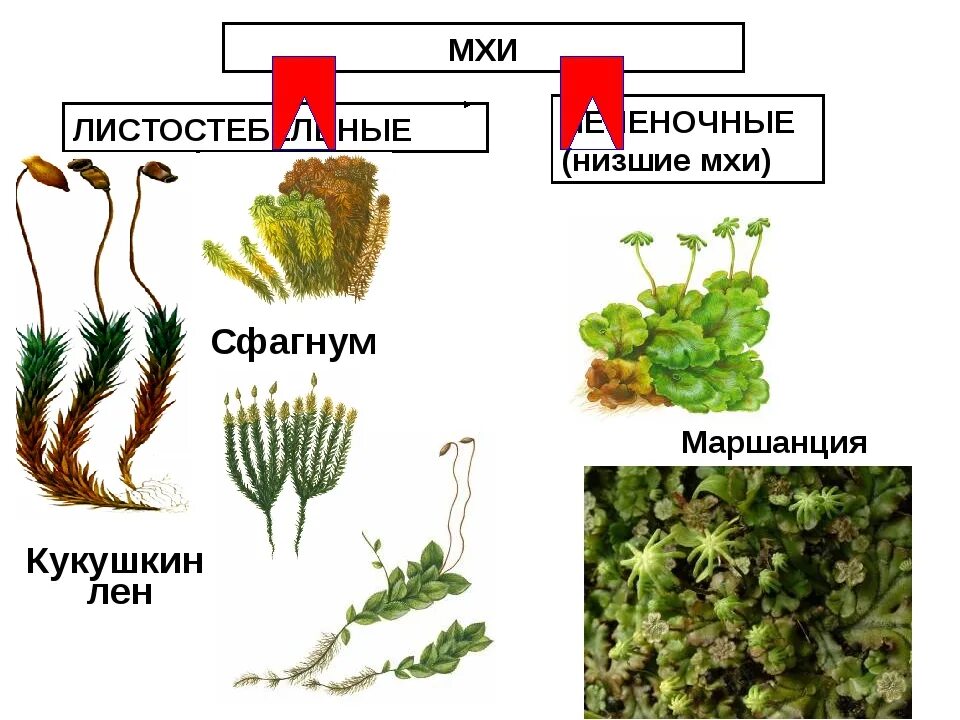 Мхи печеночные и листостебельные. Представители мхов. Мхи названия. Видовые названия мхов. Примеры группы мхи