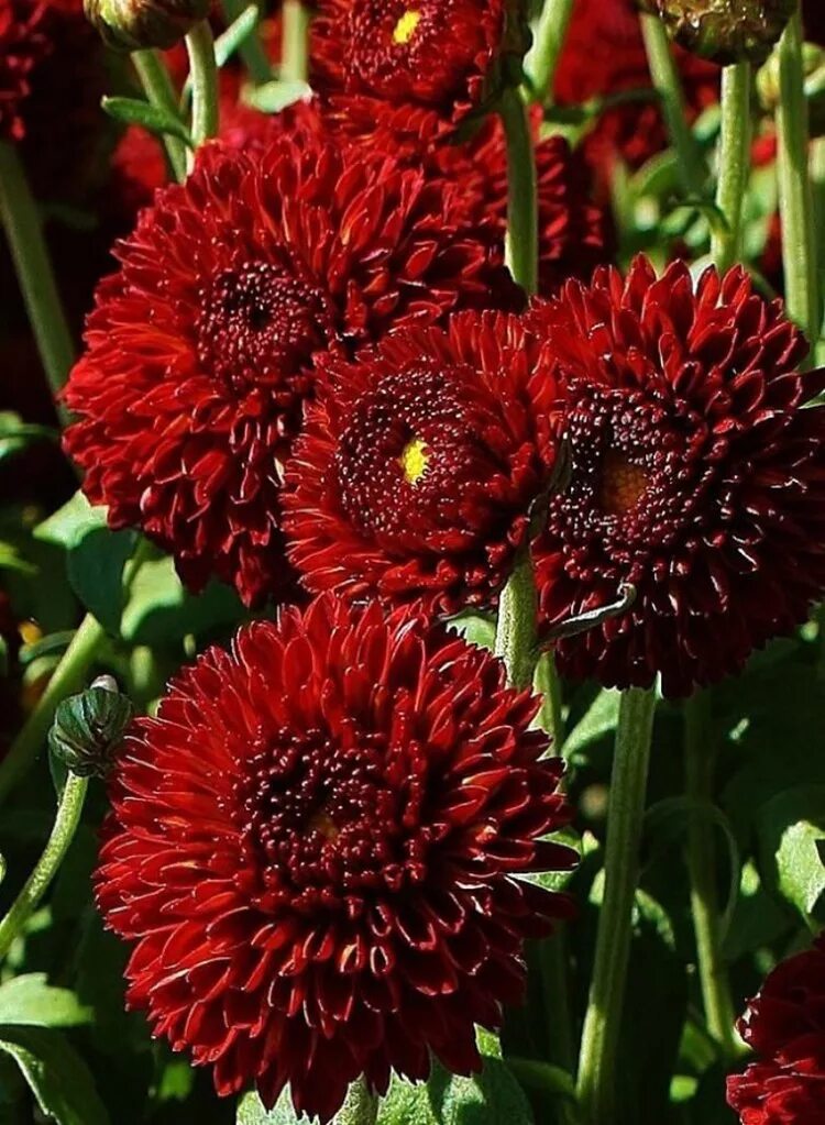 Хризантема садовая фото. Хризантема Садовая. Хризантема Садовая ( Chrysanthemum morifolium). Хризантема мелкоцветковая бордовая. Хризантема кустовая красная Садовая.