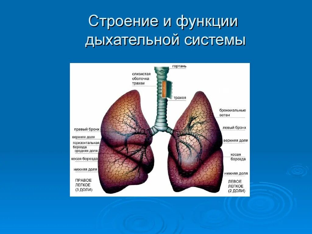 Каковы функции дыхания. Органы дыхания их строение и функции. Органы дыхания человека особенности строения и функции. Дыхательная система анатомия органов дыхания. Отдел дыхательной системы и выполняемые функции.