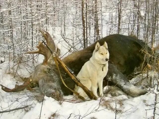 Охотник терпеливо натаскивал. Якутская охотничья лайка. Западно Сибирская лайка медведь. Западно Сибирские лайки на охоте на медведя. Лайка лосятница.