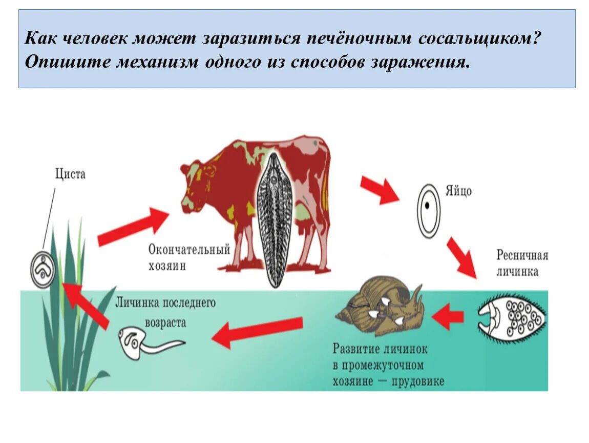 Заражение человека печеночным сосальщиком. Механизм заражения печеночным сосальщиком. Печеночный сосальщик пути заражения. Печеночный сосальщик способ заражения.