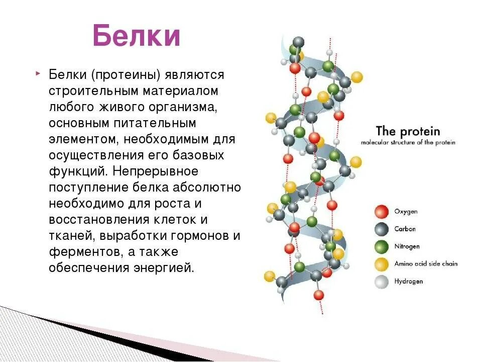 Белок после 6