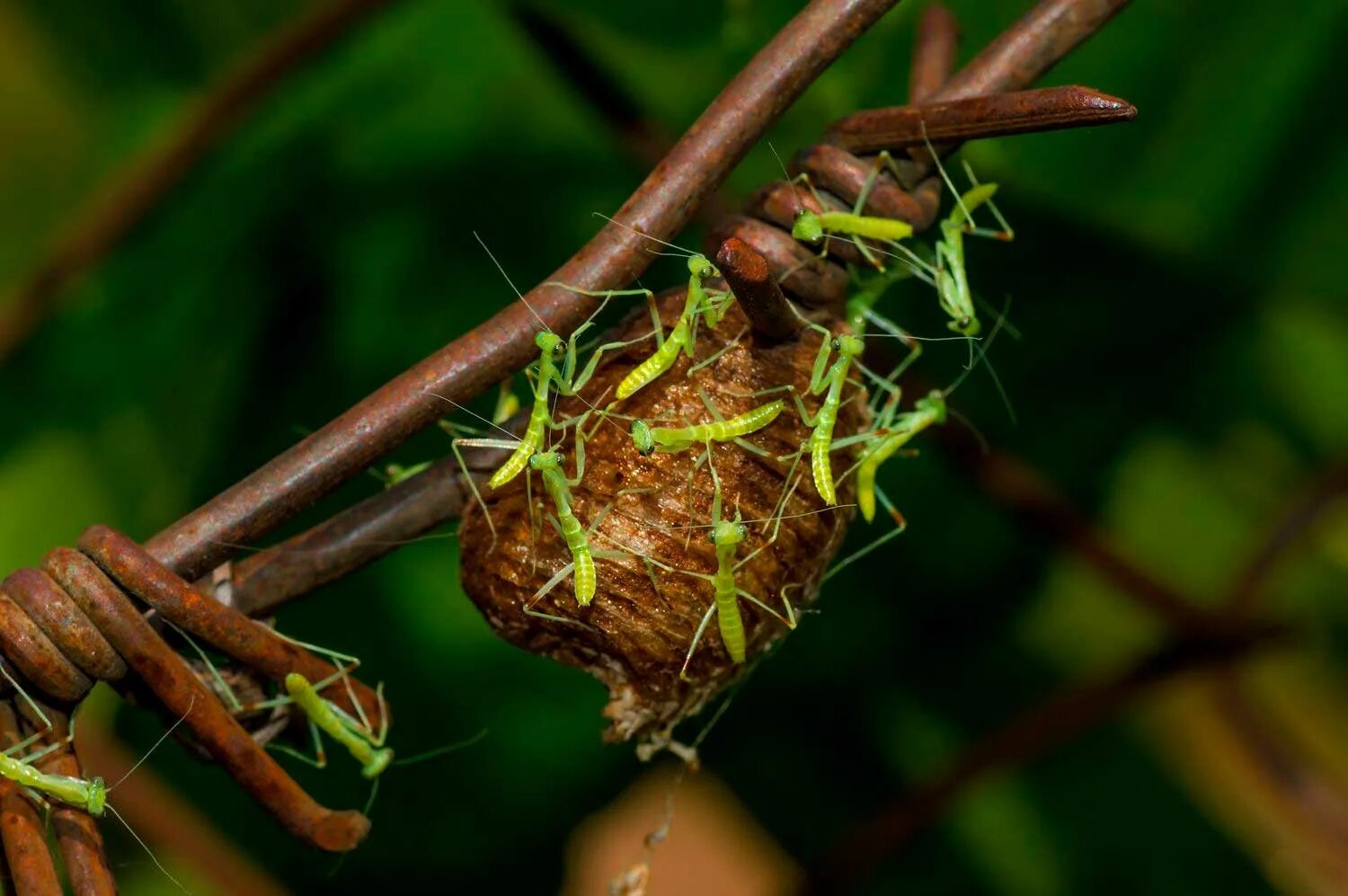 Вылупились богомолы. Оотека (кокон) богомола. Оотека богомола обыкновенного. Вылупились богомолы. Оотеки богомолов.