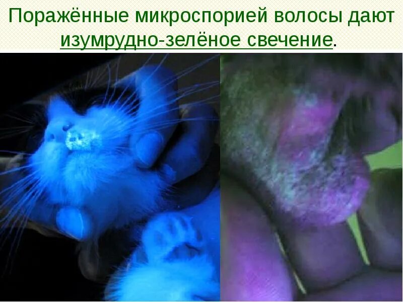 Стригущий лишай у кошек под лампой. Лампа вуда трихофития микроспория. дерматомикоз (стригущий лишай). микроспория под лампой вуда у человека. микроспория свечение под лампой вуда.