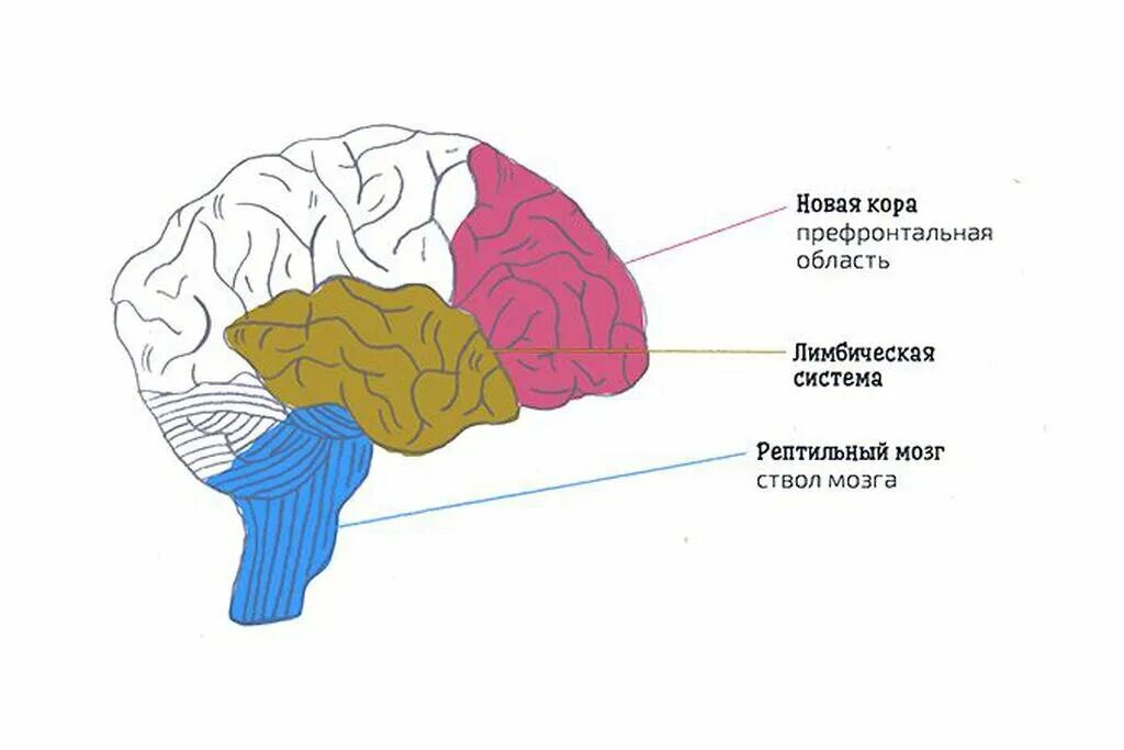 Строение головного мозга + неокортекс. Brain now