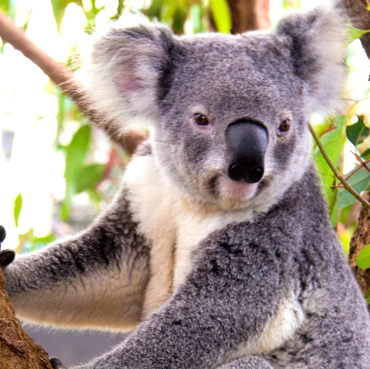 Коала. Квинслендская коала. Коала сбоку. Коала анфас. Звук коалы