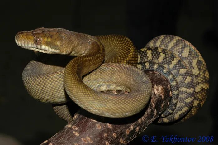 Новогвинейский аметистовый питон. Анаконда змея. Змея аметистовый питон. Morelia clastolepis. Аметистовый питон.