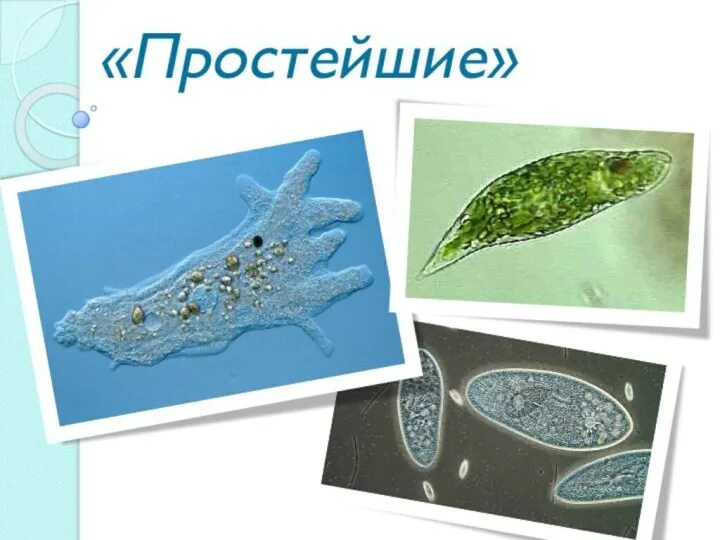 Наука о одноклеточных животных