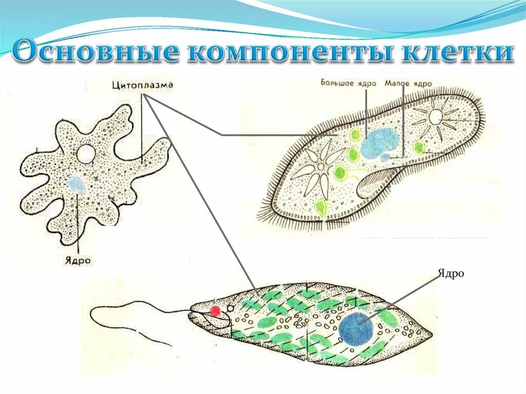 Клетка простейших состоит. Клетка одноклеточного организма рисунок. Подцарство одноклеточные 5. Простейшие одноклеточные организмы строение. Подцарство одноклеточные простейшие.