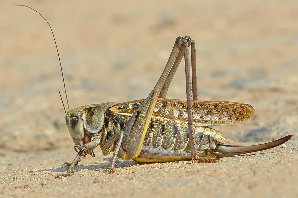 Кузнечик какие звуки издает 4. Кузнечик (decticus verrucivorus). кузнечик серый decticus verrucivorus самец. кузнечик серый - decticus verrucivorus l.. decticus verrucivorus linnaeus, 1758.