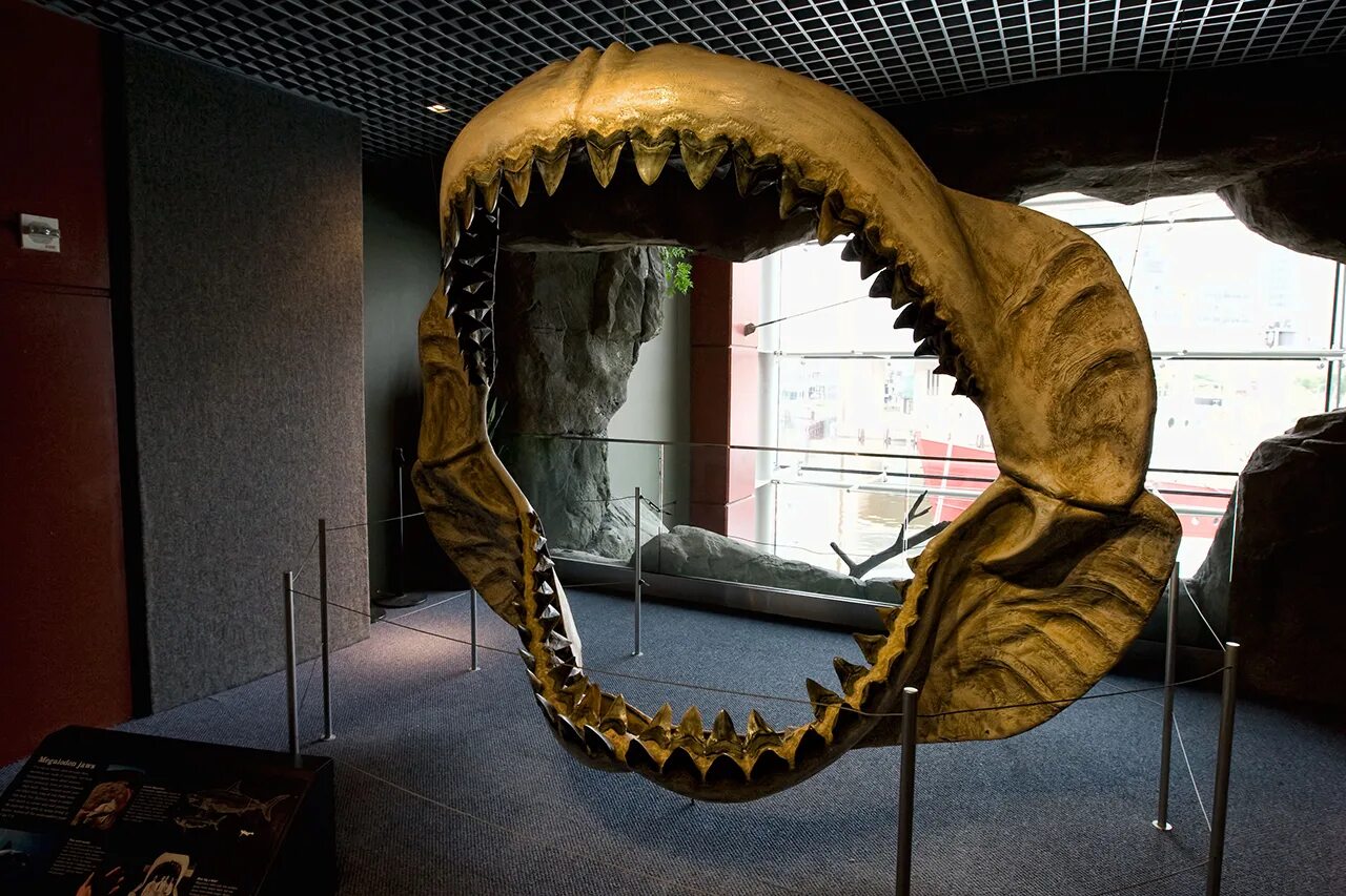 Скелет акулы МЕГАЛОДОН. Акула МЕГАЛОДОН челюсть. МЕГАЛОДОН челюсть. МЕГАЛОДОН скелет в музее. Самая большая пасть