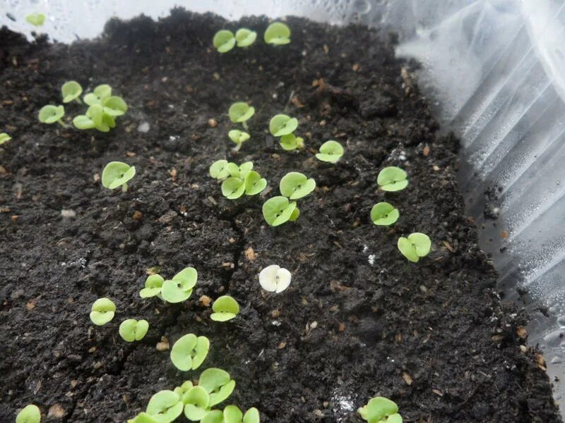 первые всходы колеуса. колеус цветок рассада. колеус рассада. колеус посев семян. колеус рассада.