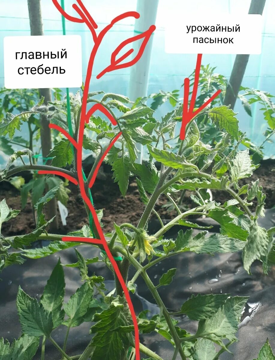 Пасынкование томатов в теплице видео. Пасынкование томатов. пасынкование черри. пасынкование помидор. пасынки у помидор.