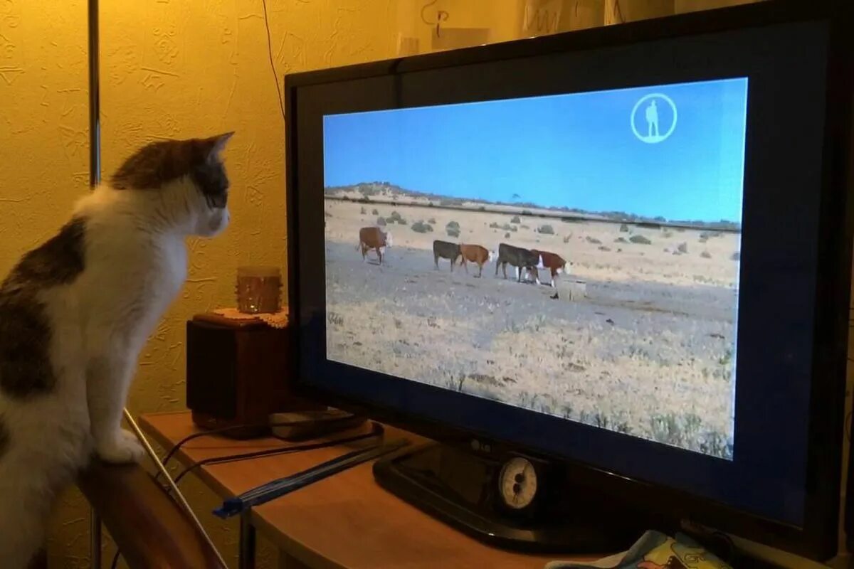Включи на телевизоре животных. Кот на телевизоре. Коты и телевизор. Кот перед телевизором. Кот смотрит телевизор.