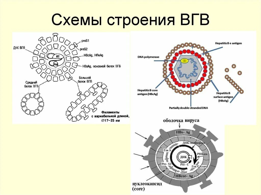 Строение вируса гепатита в. Структура вируса гепатита b. Структура вириона вируса гепатита в. Строение вируса гепатита с схема.