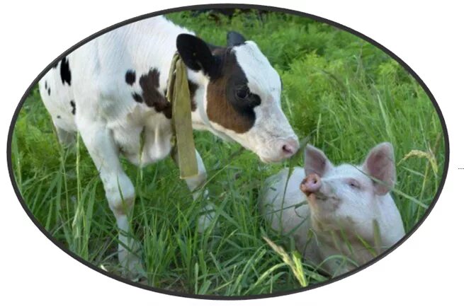 корова и поросенок. корова и поросенок. корова. корова и поросенок. свинья.