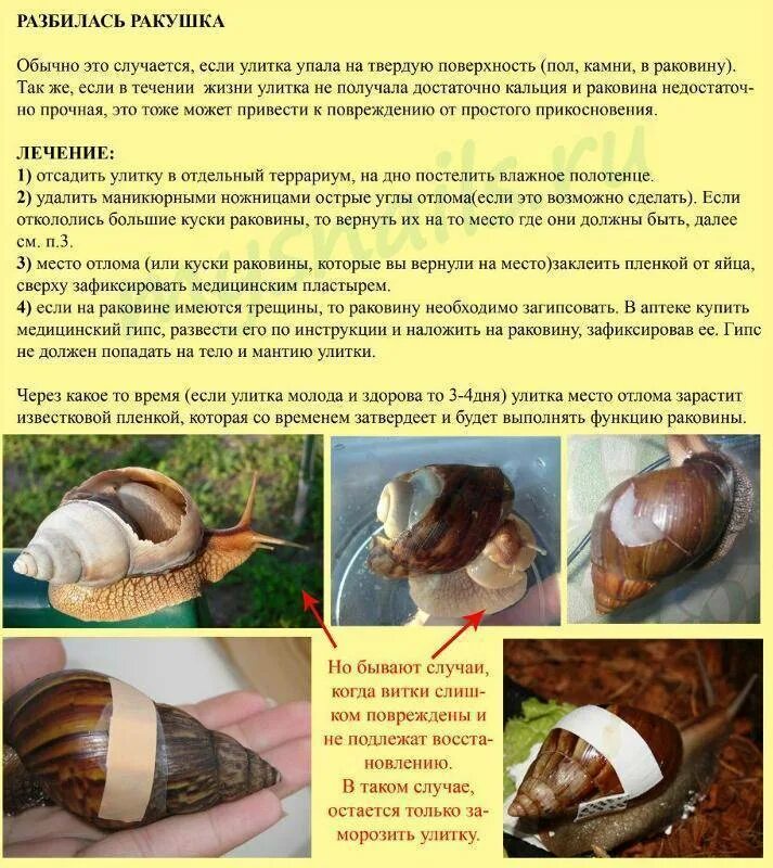 Почему улитка не ест