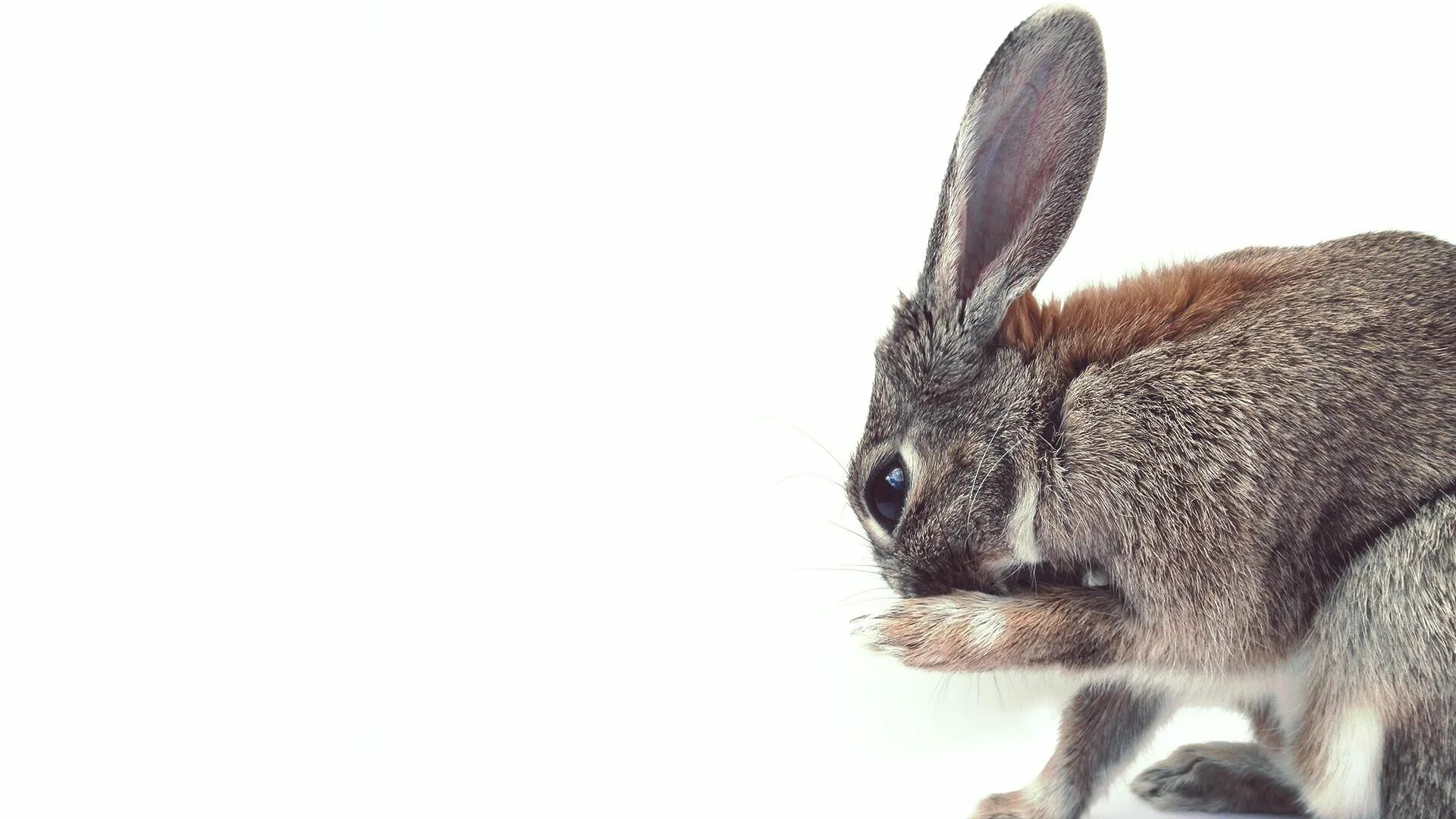 Animal 2017. Заяц без фона. Какие звуки издают кролики. Какие звуки издает кролик декоративный. Заяц без фона PNG.