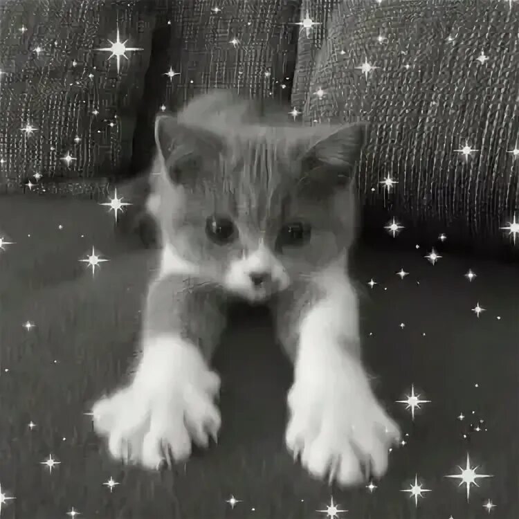 Violetta sokolova лицо. Котята violetta sokolova 5mewmet. Котята violetta sokolova 5mewmet. Котята violetta sokolova 5mewmet. Котята violetta sokolova 5mewmet.