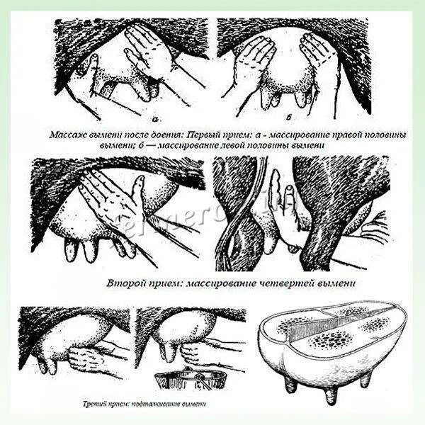 Через сколько доить после отела. Схема раздоя коровы после отела. Ручное доение коров схема. Емкостная система вымени коровы схема.