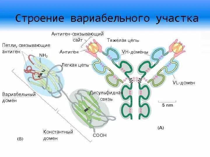 Вариабельный домен антитела. Константные и вариабельные домены иммуноглобулинов. Вариабельные домены. Строение легкой цепи антигена. Домены антител