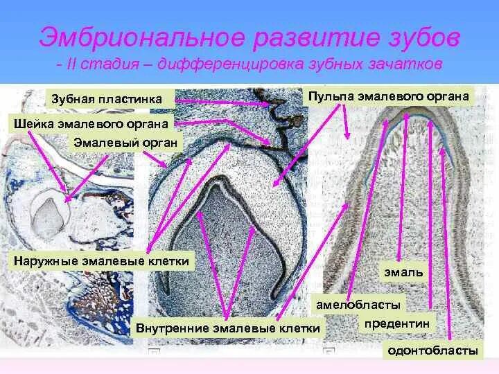 Стадии развития зуба. Зачаток зуба гистология. Гистогенез зуба гистология. Стадии формирования зубных зачатков. Формирование зуба гистология.