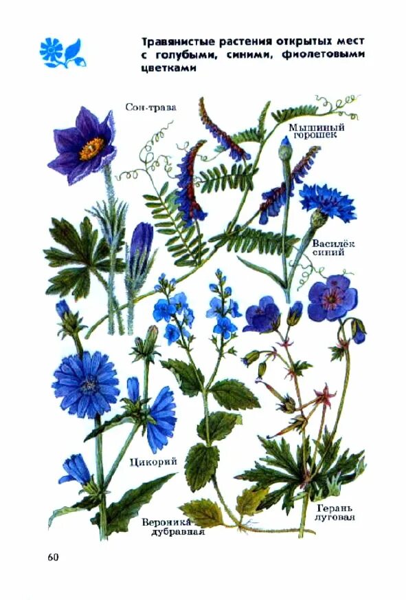 растения открытых мест. атлас определитель растения луга. растения открытых мест. атлас определитель травы пастушья сумка. листья травянистых растений.