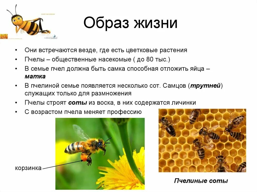 Жизнь домашних пчел. Образ жизни пчел. Образ жизни пчел кратко. Образ жизни насекомых. Образ жизни насекомых кратко.