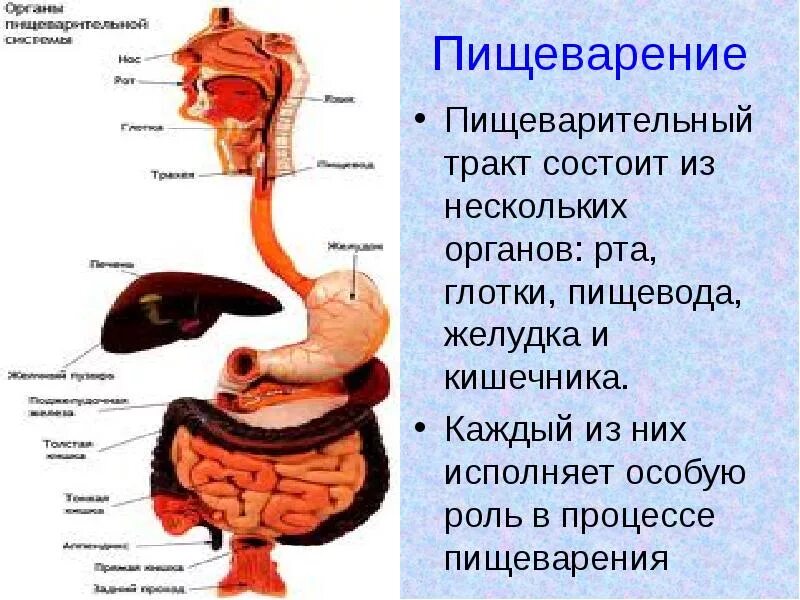 Из каких отделов состоит пищеварительный тракт