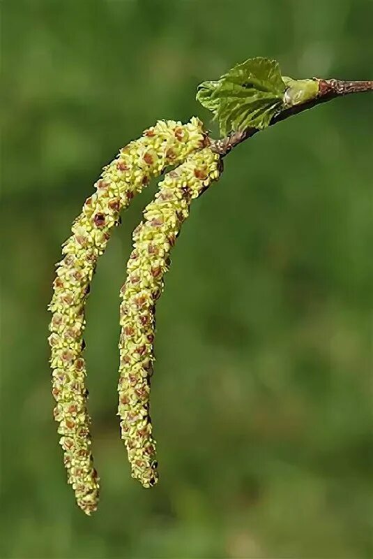 цветок и соцветие березы. береза повислая цветок и соцветия. тип соцветия сережка. береза бородавчатая соцветие. береза повислая цветение.