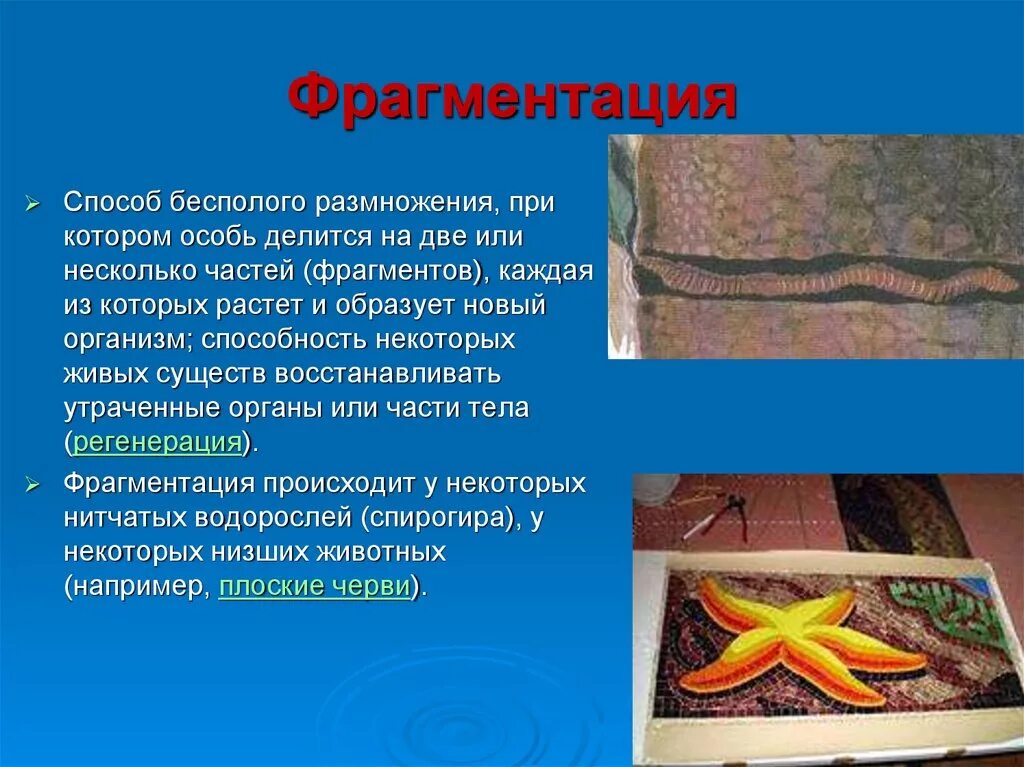 Фрагментация информации это. Плоские черви фрагментация. фрагментация размножение. размножение плоских червей. фрагментация плоских червей.