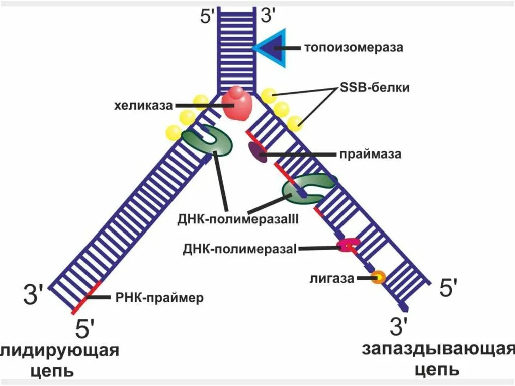 Образование новой днк. Топоизомераза в репликации ДНК. Репликация цепи ДНК. Репликация ДНК хеликаза. Схема репликации ДНК ферменты.