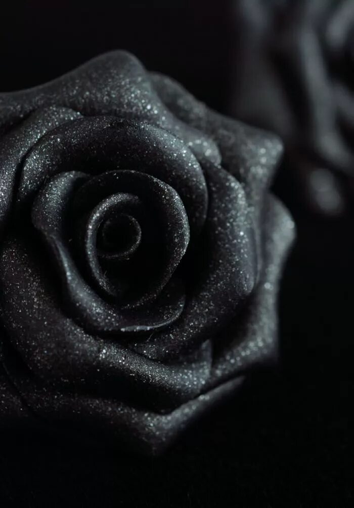 Черная розочка. Темные розы. Красивые черные розы.
