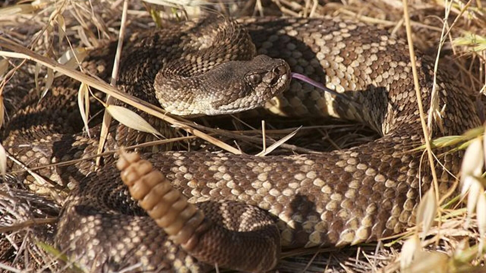 Гремучая змея относится к отряду. Crotalus oreganus. Гремучая змея. Гремучая шиповая змея. КАПЯР гремучие змеи.