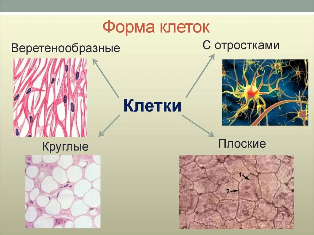 Формы клеток. Формы клеток у человека. Веретеновидные клетки. Веретеновидная форма клеток.