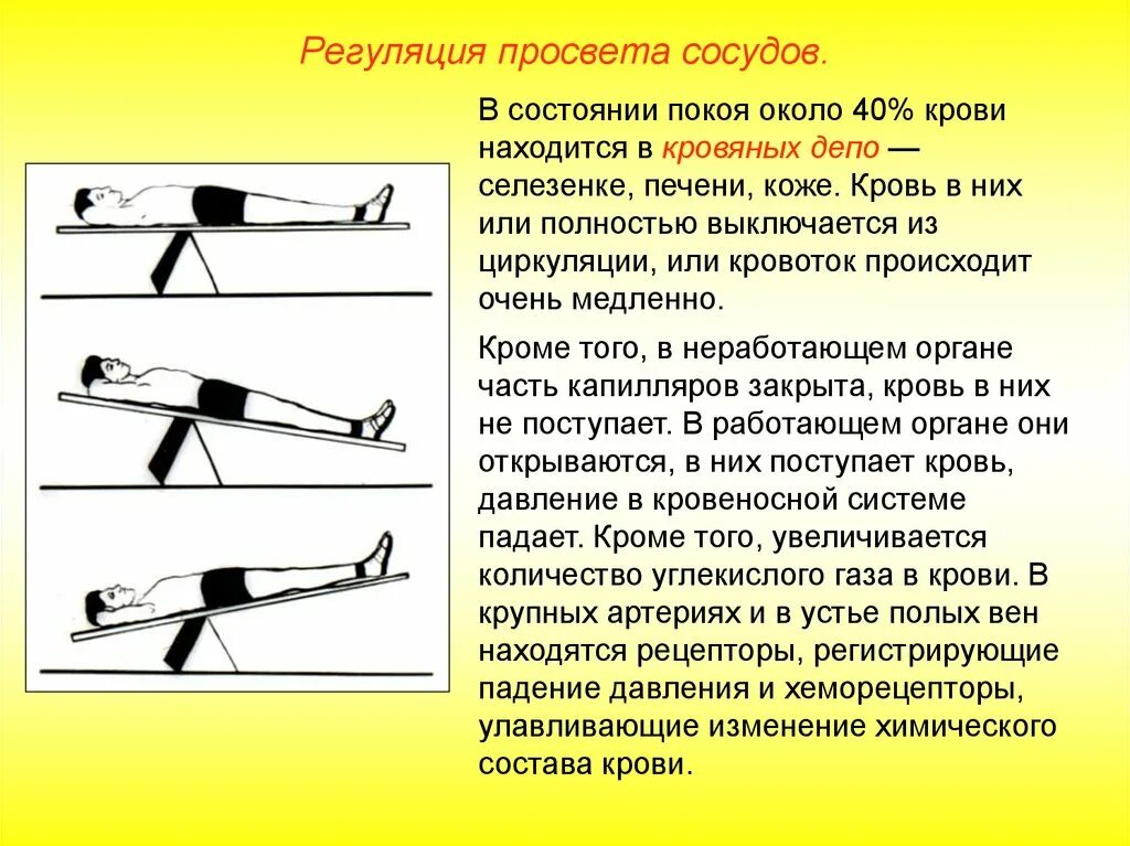 Атеросклеротическое сужение сосудов. Просвет сосудов это что. Стенозирующий просвет сосуда до 25%. Астеросклеротическаяболезнь сердца. Сужение просвета кровеносных сосудов.