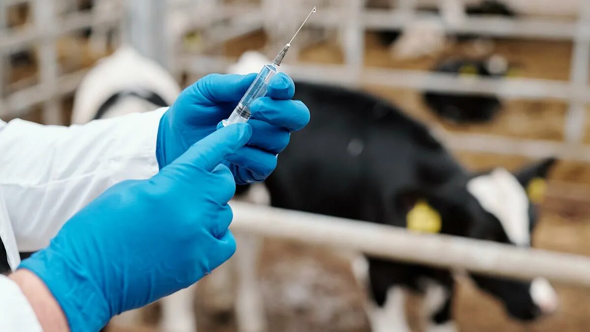 Вакцинация крупного рогатого скота. Вакцинация сельскохозяйственных животных. вакцинация от сибирской язвы крс.