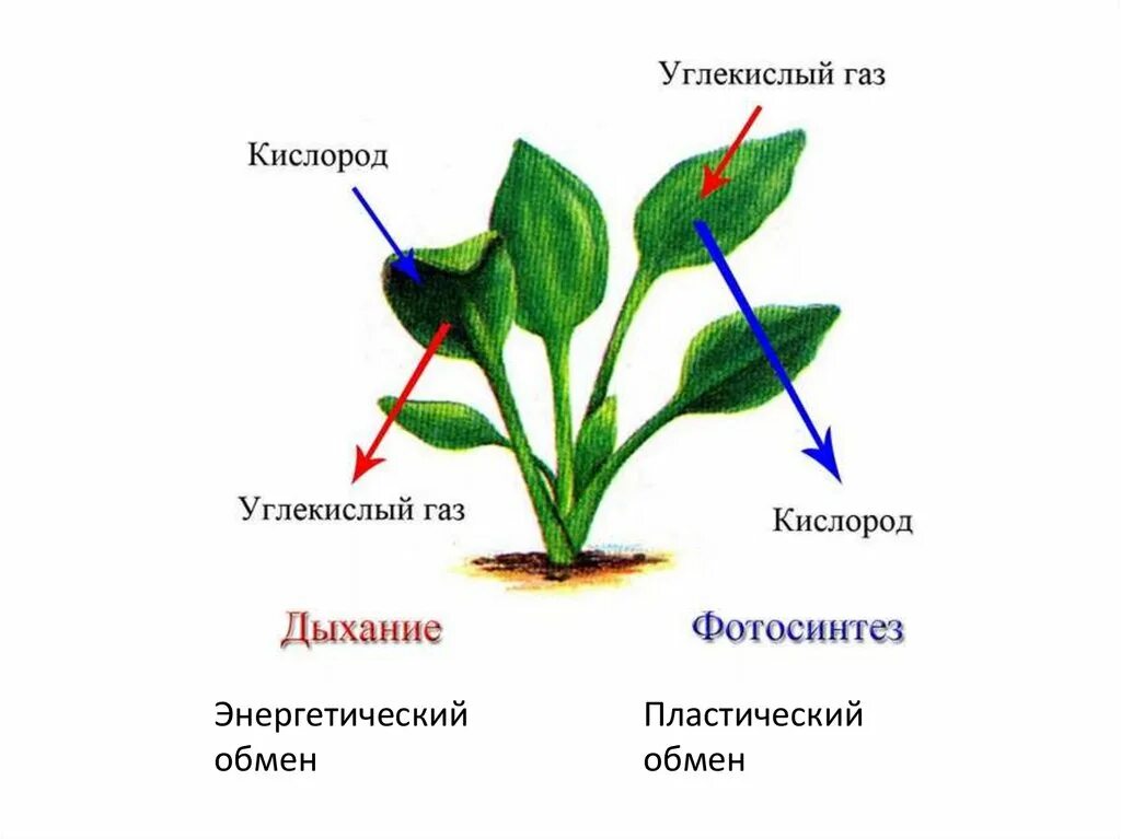 В какое время происходит фотосинтез и дыхание. Дыхание растений растений 6 класс биология. Схема процесса дыхания растения. Фотосинтез и дыхание. Фотосинтез и дыхание растений.