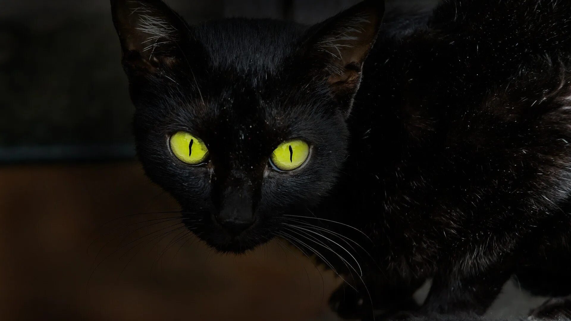 Чёрный кот. Чёрные коты с жёлтыми глазами. Черная кошка с желтыми глазами порода. Черная кошка с зелеными глазами.