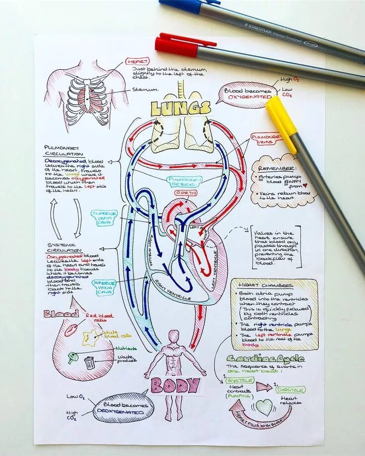 Анатомия медколледж. Анатомия для медицинских вузов. Конспекты по анатомии. Анатомия рисунки студентов. Конспект по анатомии человека.