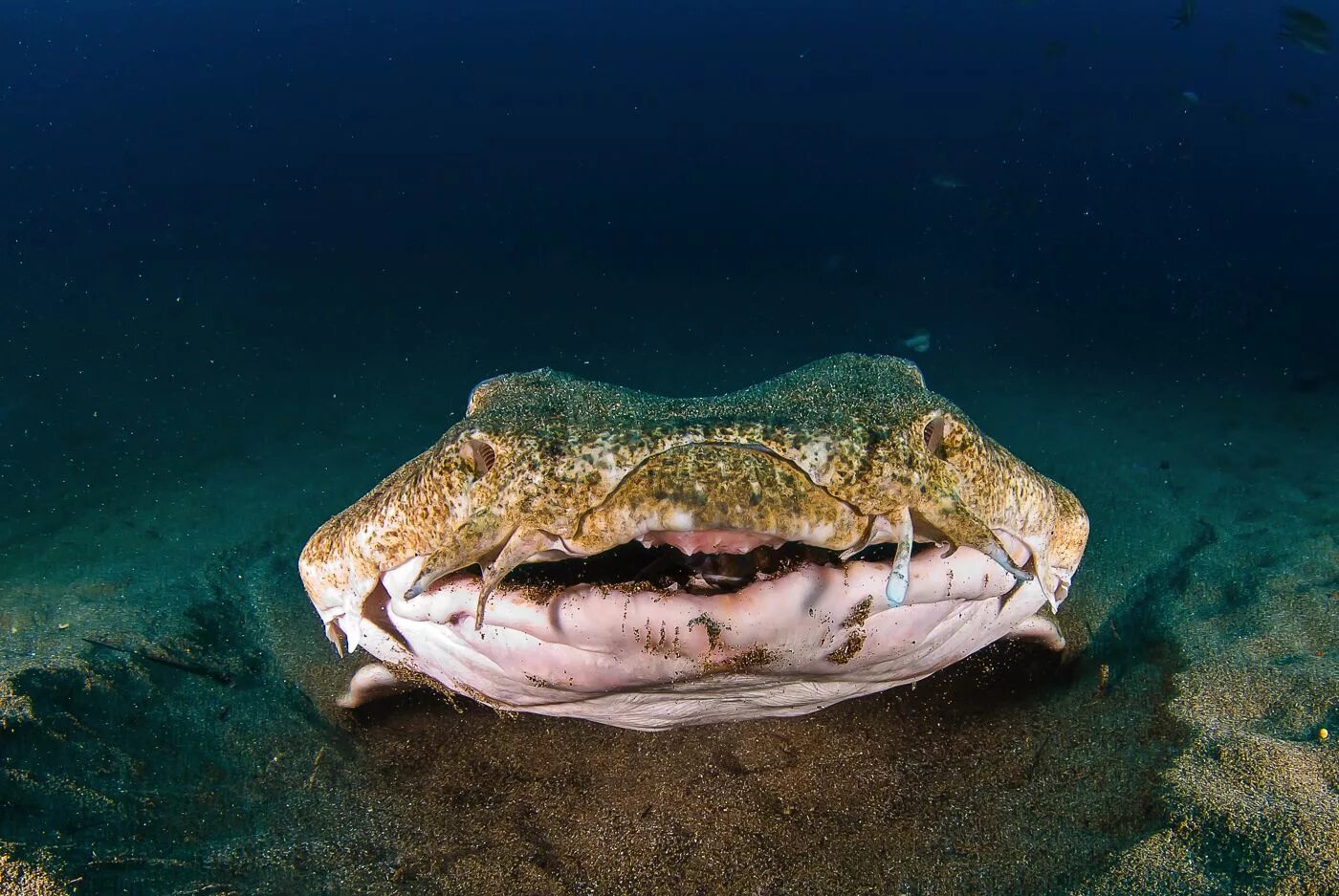 Акула ангел. Морской ангел (моллюск). Глазчатый морской ангел. Морской ангел акула. Акула ангел.