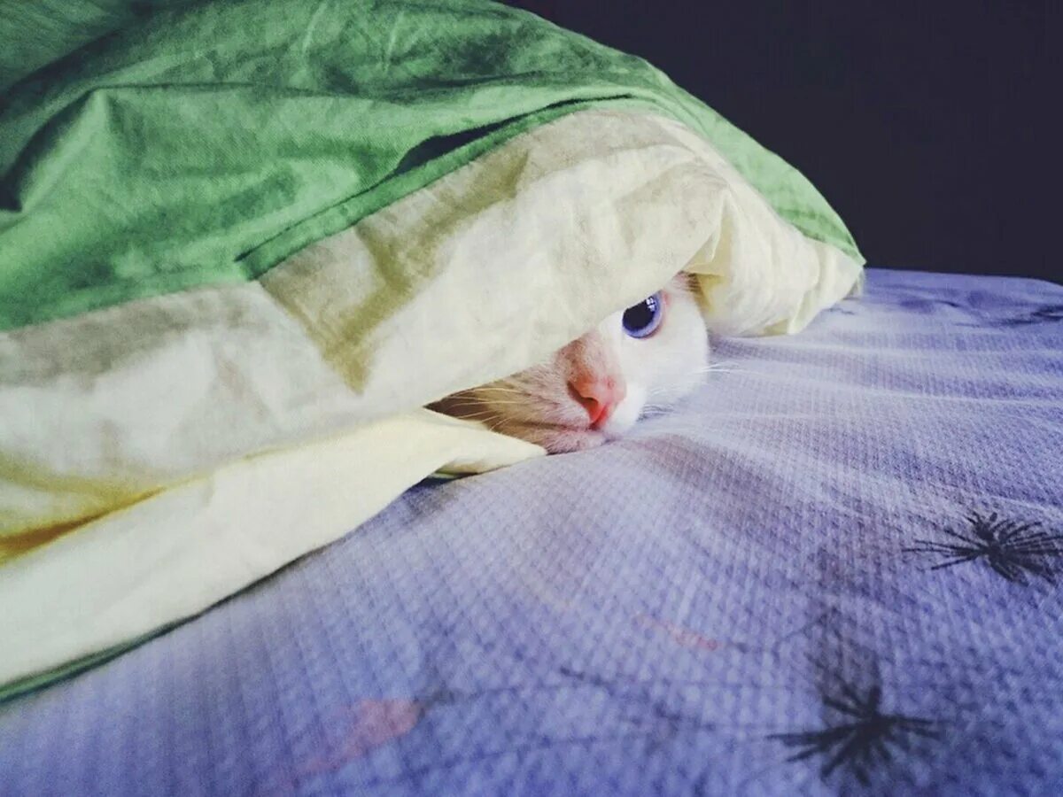 Кот под одеялом