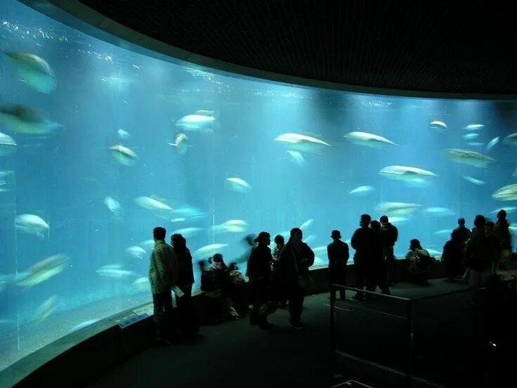 Аквариум Sea Life Park Tokyo. Морской рай Хаккейдзима. Okinawa Oceanarium. Океанариум Токио ресторан. Токийская жизнь