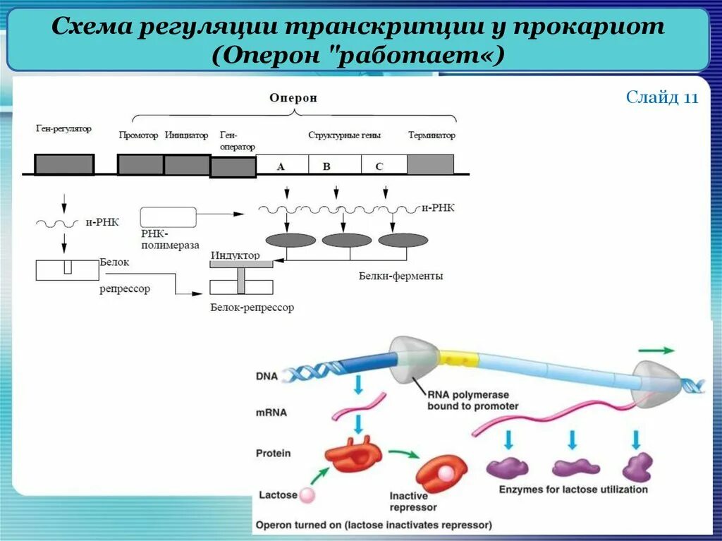 Регуляция биосинтеза белков у прокариот. Механизм регуляции транскрипции у эукариот. Схема регуляции трансляции у эукариот. Регуляция транскрипции у эукариот кратко. Схема транскрипции Гена эукариот.
