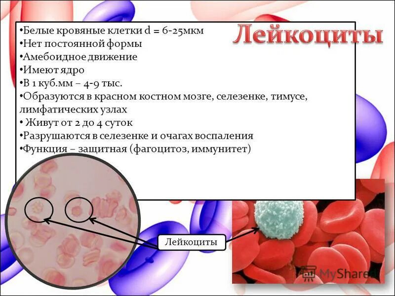 Селезенка лейкоциты. Где образуются лейкоциты. Лейкоциты образуются в. Лейкоциты образуются в Красном костном мозге селезенке а также в.