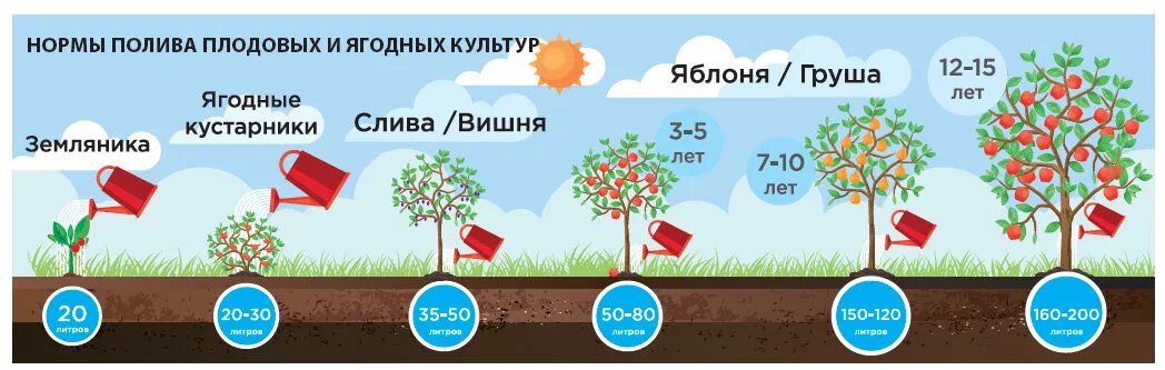 Сколько воды надо для полива. Нормы полива плодовых деревьев таблица. Нормы полива плодовых кустарников. Удобрения для поливки деревьев и кустарников. Правило полива плодовых деревьев.