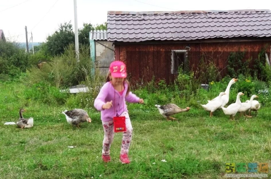 Гуси гуси га га га видео. Гуси гуси га га га видео