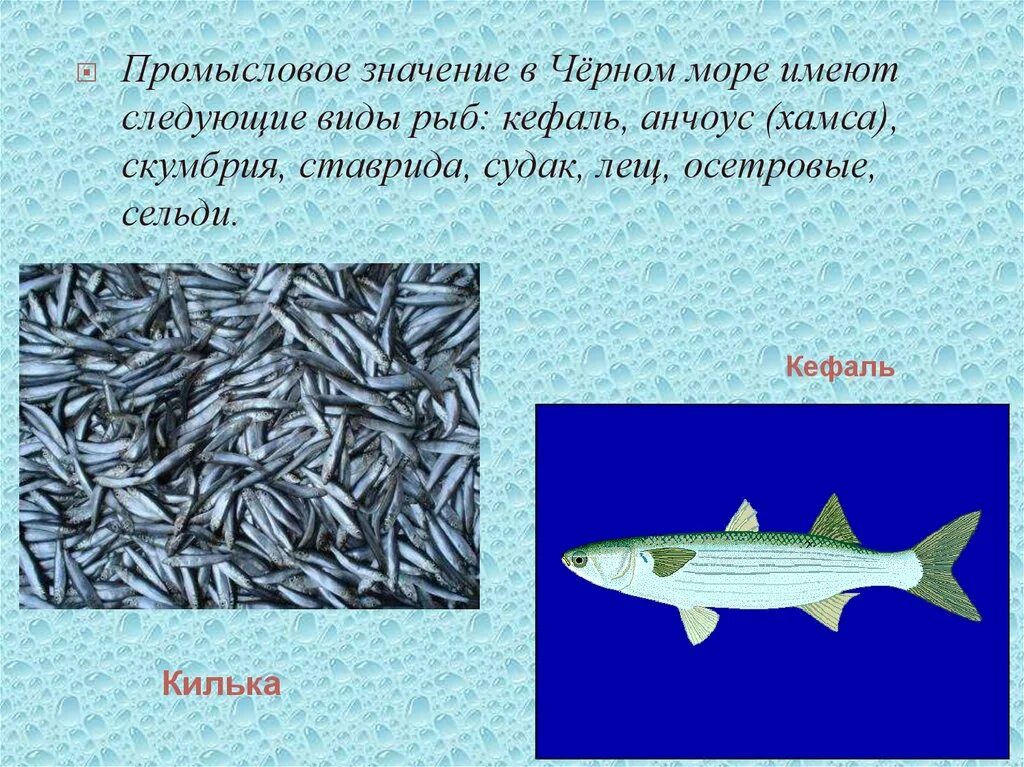 Почему численность промысловых рыб. Промысловые рыбы черного моря. Промысловые виды рыб в черном море. Черноморская рыба. Черноморская Промысловая рыба.