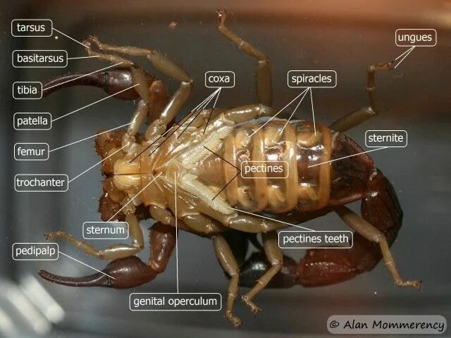 Анатомия скорпиона. Брюшко скорпиона. Скорпион вид снизу. Внутреннее строение скорпиона.